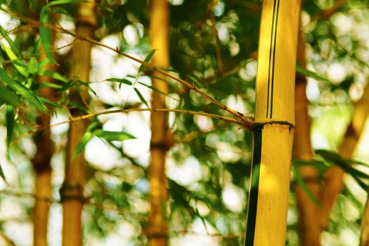 Bamboo forest background