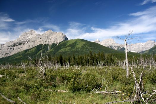 Wind fallen trees, blue sky and Rocky Mountains. Typical landscape for beautiful Canada.