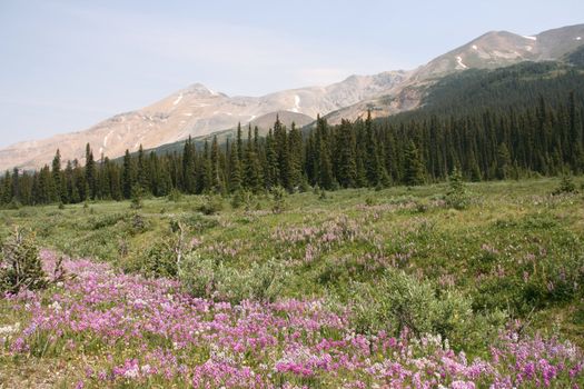 Meadow near Peyto Lake in Banff National Park, Canada