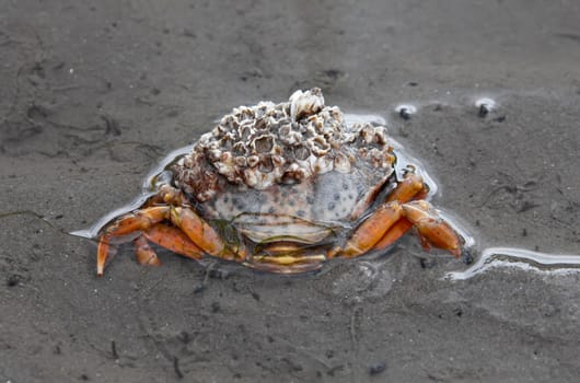 This image shows a macro from a little living crab
