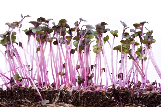 closeup of a row of red cabbage sprouts