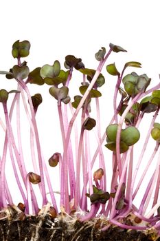 closeup of a row of red cabbage sprouts
