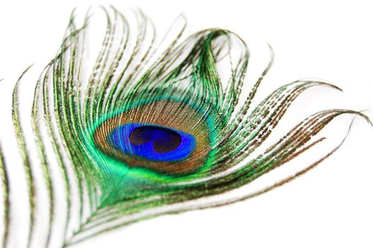 Detail of peacock feather on white background