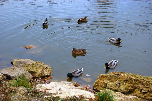ducks in circle in autumn lake