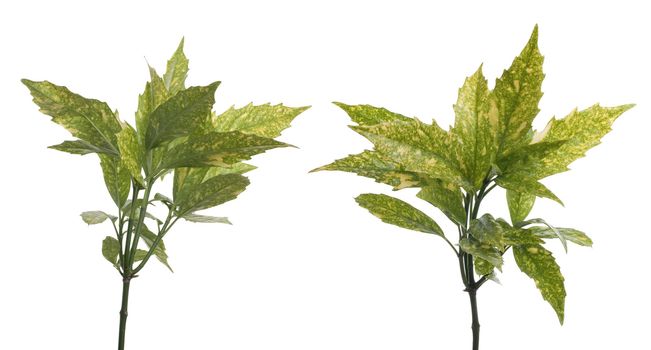 Branch of green leafs isolated on white background.