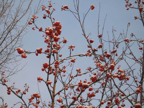 snow on a tree with berries