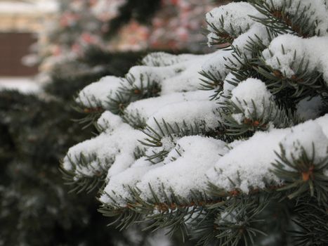 snow on a tree