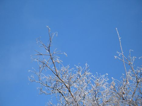 frosted tree