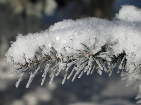 snow on a tree