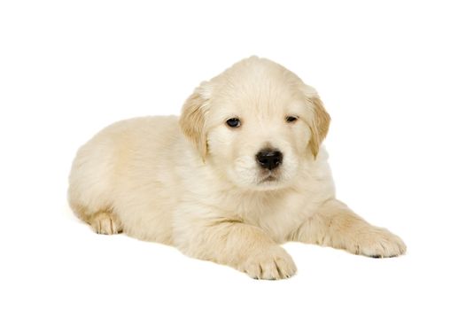 Golden retriever puppy on white background