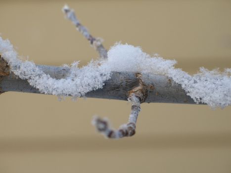 snow on a branch