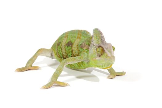 Chameleon isolated on a white background