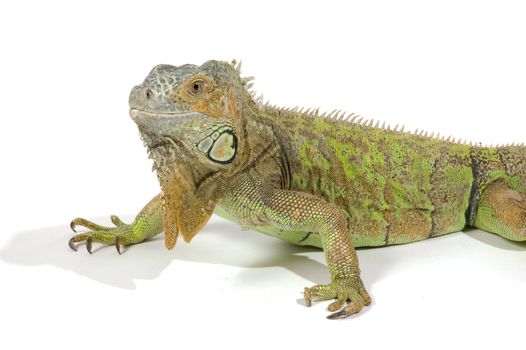 female  iguana with big beard isolated on a white background