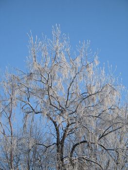 frosted tree