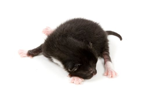 just new born black kitten from couple of hours