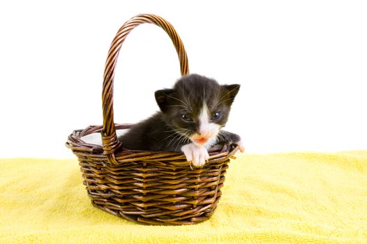 two weeks old  black kitten in a basket