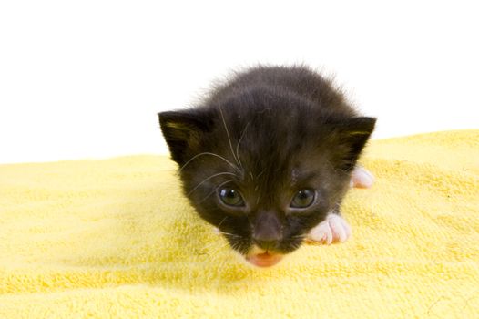 curious two weeks old  black kitten