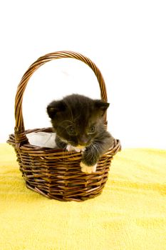 two weeks old  black kitten in a basket