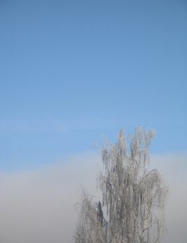 frosted tree