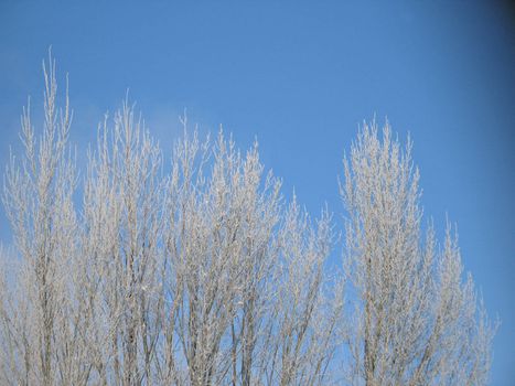 frosted tree