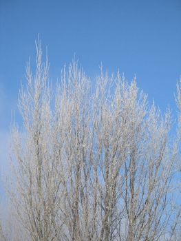 frosted tree