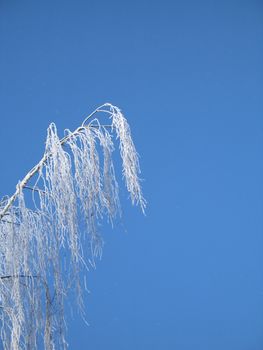 frosted tree