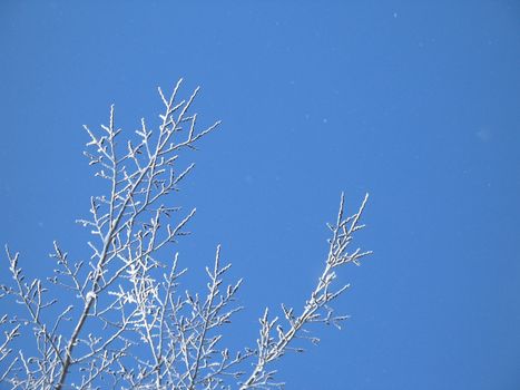 frosted tree