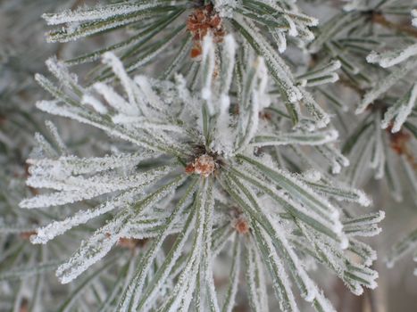 snow on a branch