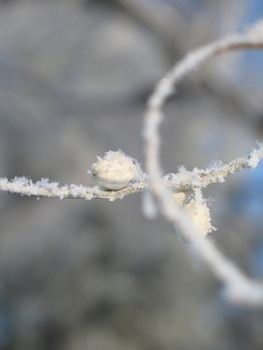 snow on a branch