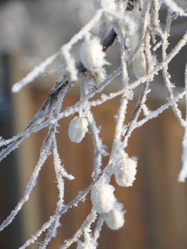 snow on a branch