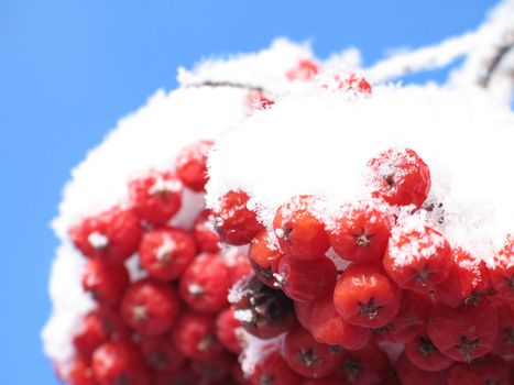 snow on red berries