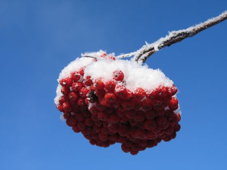 snow on red berries