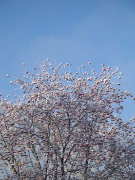 snow on a tree with berries