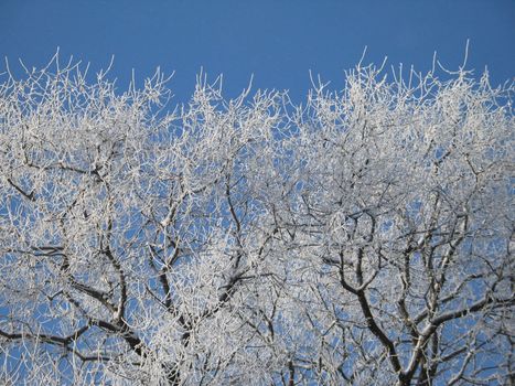 frosted tree