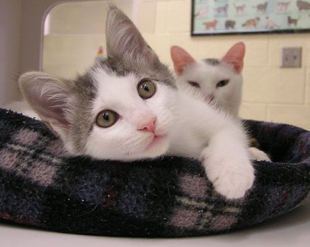 Two kittens housed at a U.S. animal shelter awaiting adoption. 
