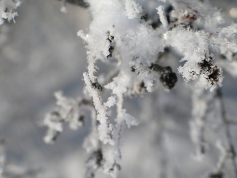 frosted branch