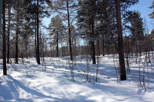 winter landscape