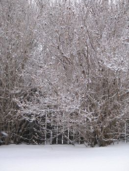 frosted tree