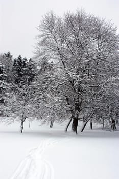 winterdressed trees