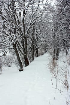 winterdressed trees