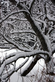 winterdressed tree