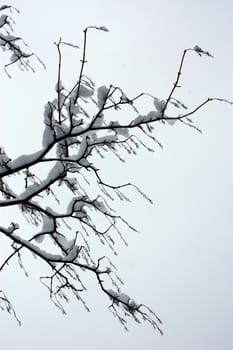 winterdressed branches