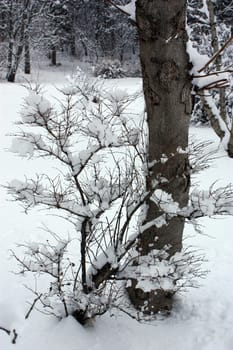 winterdressed trees