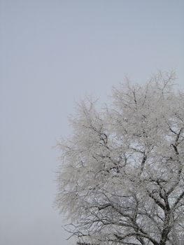 frosted tree