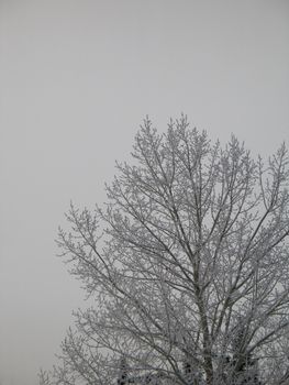 frosted tree