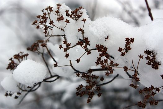 branches in snow