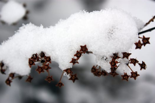 branches in snow