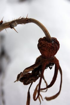 dried rosehip