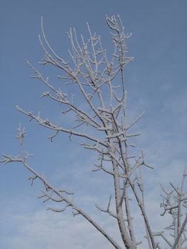 frosted tree