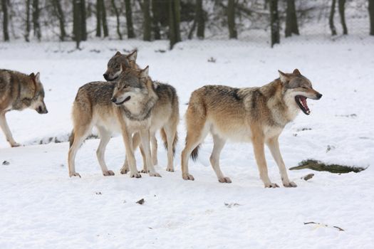 pride of wolfes in winter